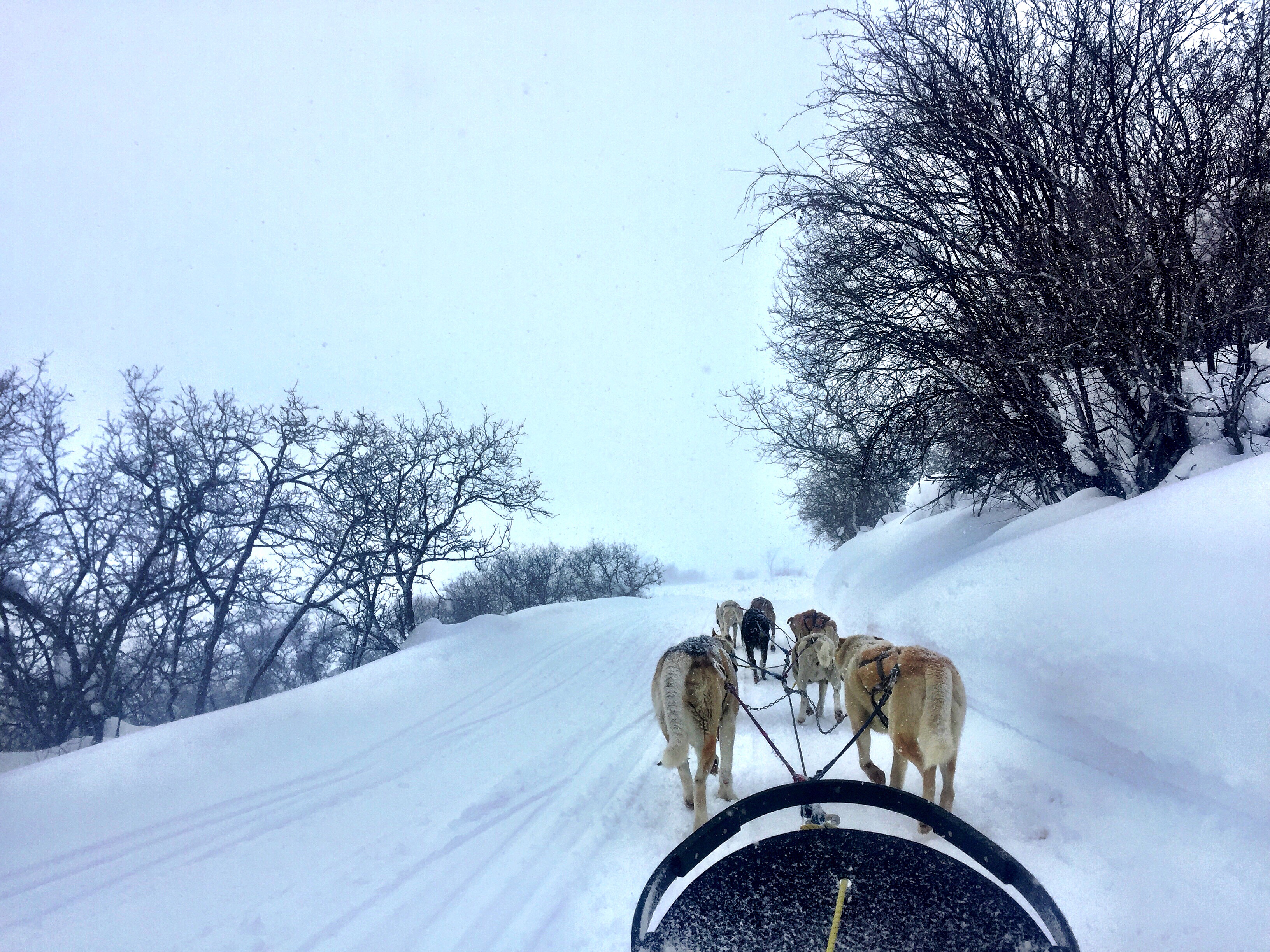 From dog sledding to snowmobiling, there's lots more to do in Steamboat Springs, Colorado than ski.